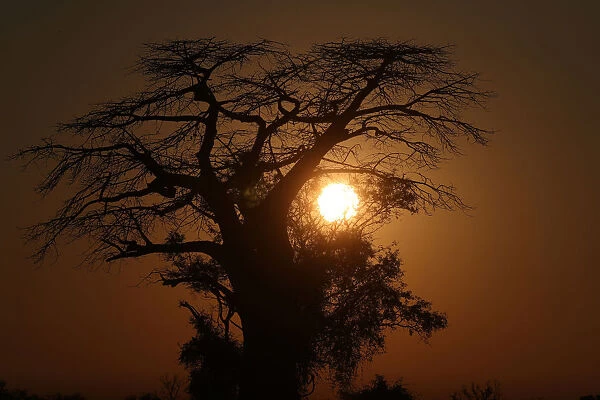 The sun rises behind a Baobab tree in the Okavango Delta