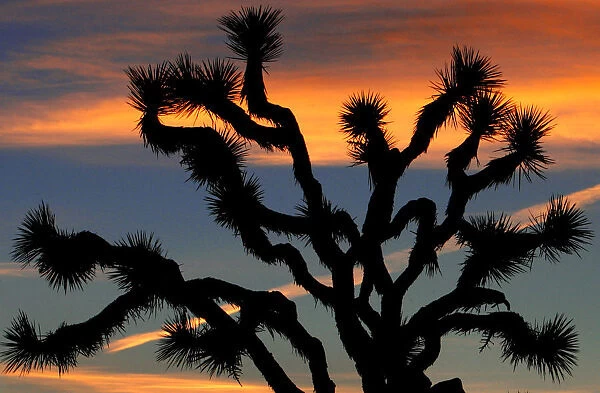 The sun rises over a Joshua tree in Joshua Tree National Park in California