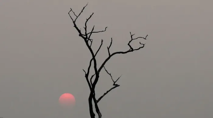 Framed Print : The sun sets behind a burned tree amid smoke as a tract of Amazon jungle burns as it is Framed Print : The sun sets behind a burned tree amid smoke as a tract of Amazon jungle burns as it is