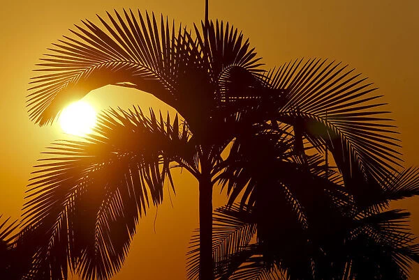 The sun sets behind palm trees near Japans team base camp in Itu