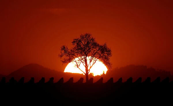 The sun sets behind a tree in the vineyard of Osthoffen near the Vosges mountains