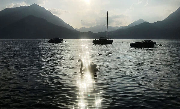 The sun sparkles on Lake Como in the evening as a swan swims past in Varenna