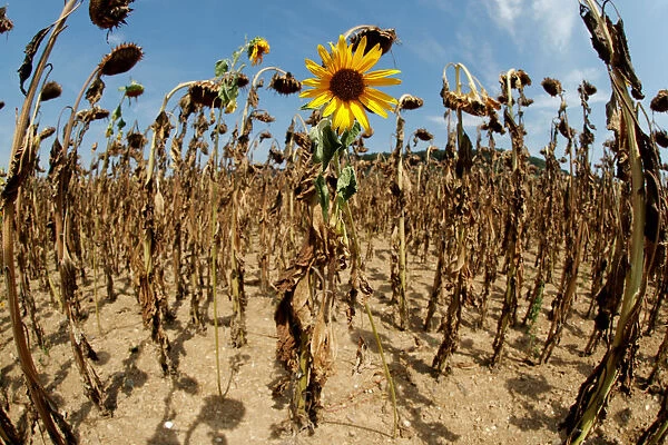 Sunflower blooms in between dried-out ones during hot summer weather on a field near