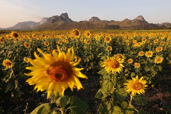 A sunflower field is seen in Lopburi province