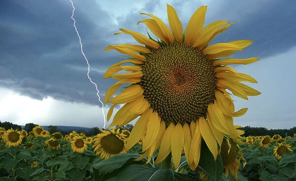 A sunflower field is seen in stormy weather near Donzere