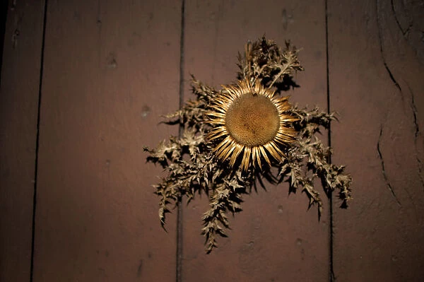 A sunflower is hung on a front door as protection against evil spirits in Ituren