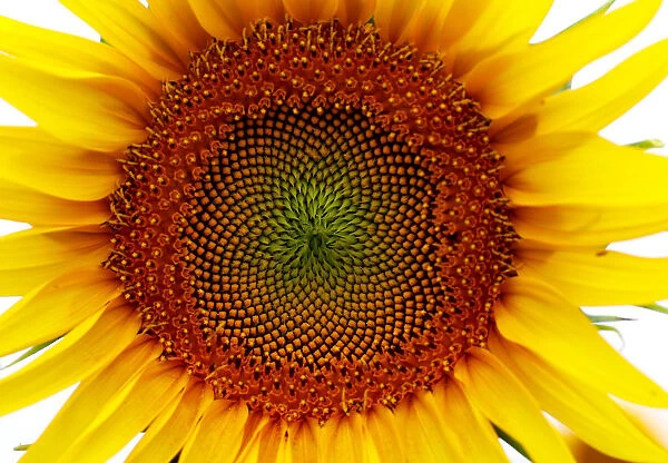 A sunflower is pictured in a field near Frauenkirchen in Austria