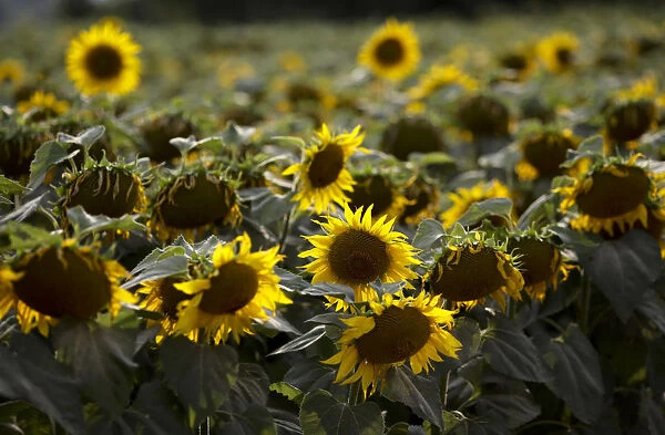 Sunflowers damaged by drought are seen on a field near the village of Matzendorf