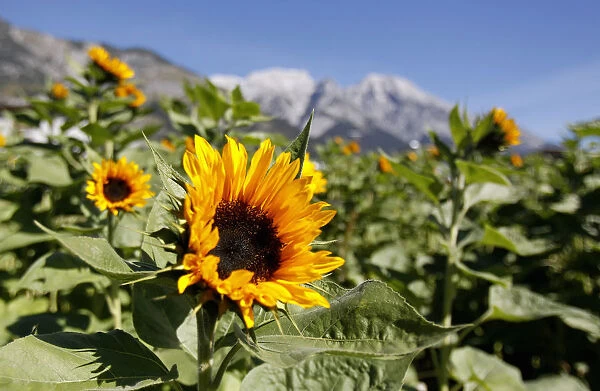 Sunflowers are seen in front of the Bettelwurf mountains on a sunny autumn day in
