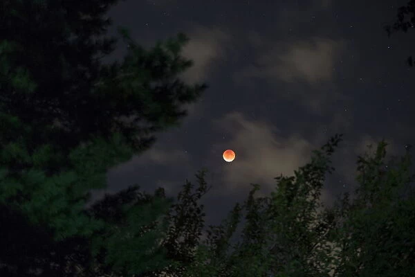 A supermoon raises above trees in Riverside, Connecticut