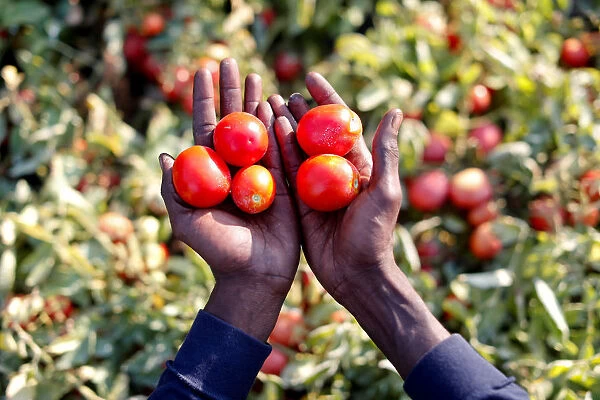 Sutay Darboe, 42, from Senegal holds tomatoes in a field of tomato plants, near Foggia