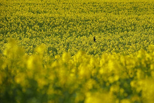 A swallow flies above a rapeseed field in Poliez-Pittet
