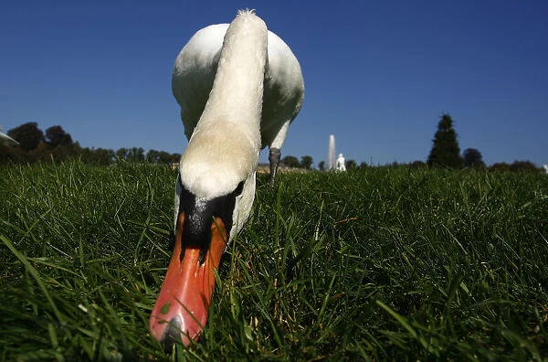 A swan eats grass in park of the Sans Souci palace in Potsdam