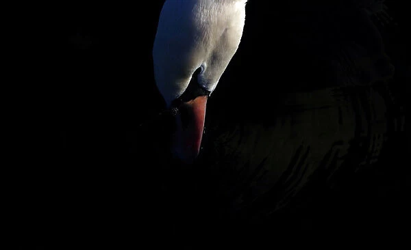 A swan looks for food in the Round Pond in Kensington Gardens in London
