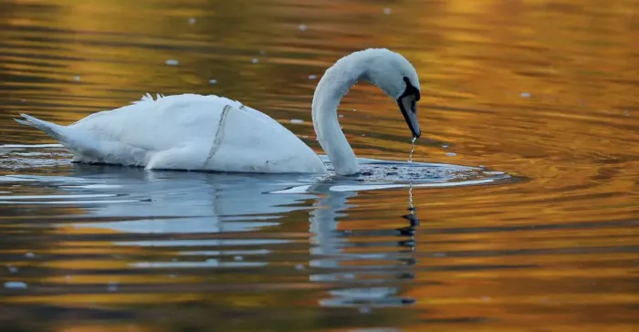 Framed Print : A swan paddles on Loch Faskally, Pitlochry, Scotland Framed Print : A swan paddles on Loch Faskally, Pitlochry, Scotland