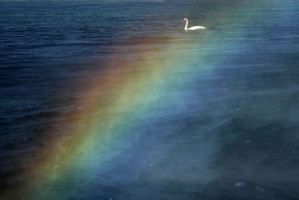 A swan is pictured through a rainbow created by the water falling from the Jet d Eau