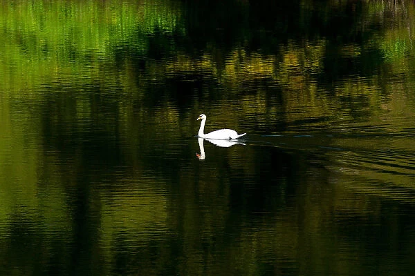 A swan swims in the moat surrounding the Imperial Palace