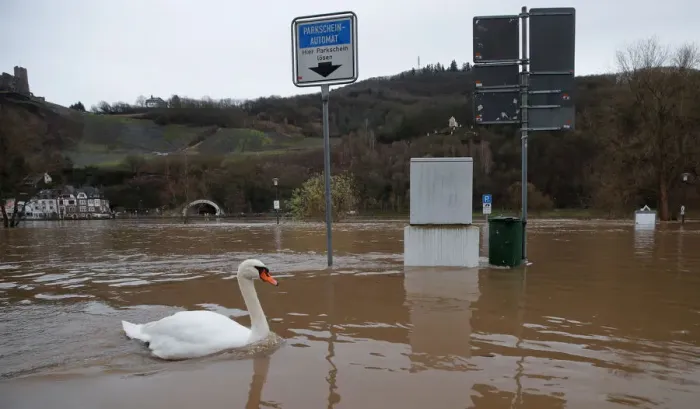 Framed Print : A swan swims over a parking lot flooded by the river Moselle in Bernkastell-Kues Framed Print : A swan swims over a parking lot flooded by the river Moselle in Bernkastell-Kues