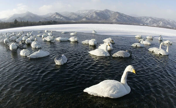 Swans float on the waters of Akan National Parks Lake Kussharo in Teshikaga town