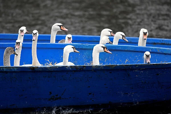 Swans are seen in a boat after they were caught at Hamburgs inner city lake Alster by