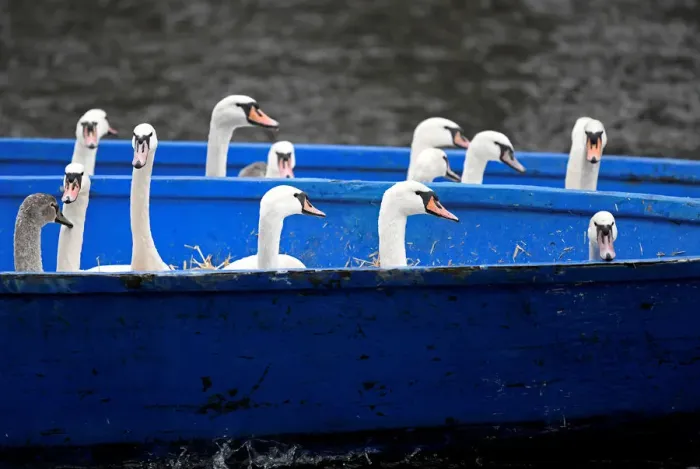 Framed Print : Swans are seen in a boat after they were caught at Hamburgs inner city lake Alster by