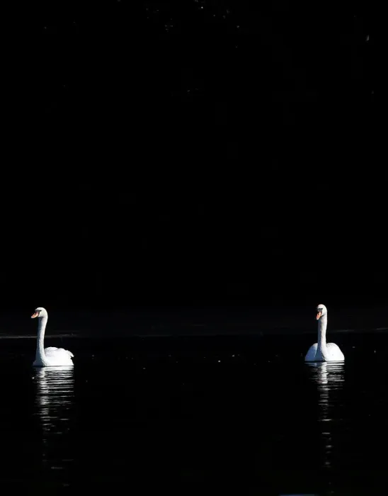 Framed Print : Swans are seen in morning sunlight on the Serpentine Lake in London, Britain Framed Print : Swans are seen in morning sunlight on the Serpentine Lake in London, Britain
