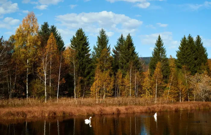 Framed Print : Swans are seen during a sunny autumn day in the Valley de Joux near Le Chenit Framed Print : Swans are seen during a sunny autumn day in the Valley de Joux near Le Chenit