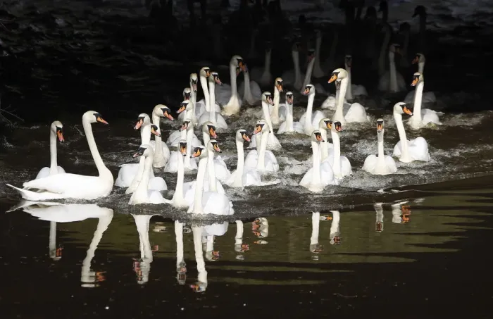 Framed Print : Swans stretch and swim after being released from winter quarters in Hamburg