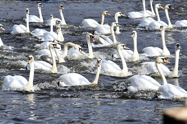 Swans swim on the city lake Alster after they were released from winter quarters in