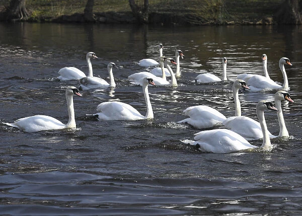 Swans swim on the city lake Alster after they were released from winter quarters in