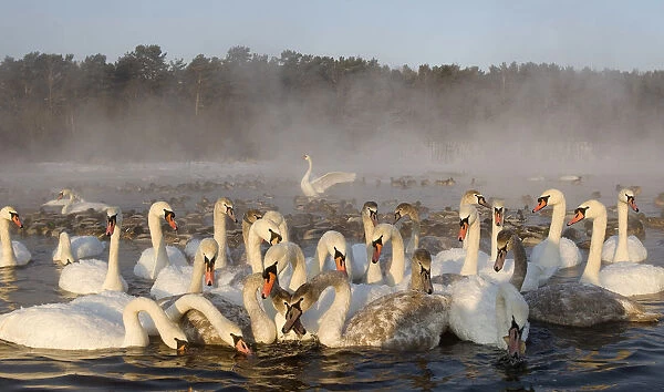 Swans swim at a lake on the outskirts of Minsk