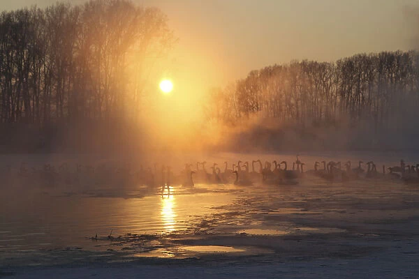 Swans swim over a lake as steam ascends above the water during sunset near the village