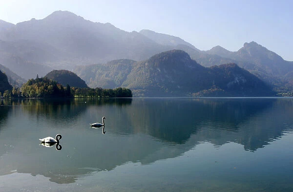 Swans swim in lake on sunny autumn day in the southern Bavarian town of Kochel