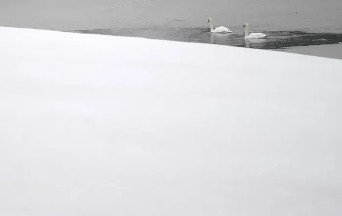 Framed Print : Swans swim in a thawed out section of a frozen lake near the County Kildare town of Framed Print : Swans swim in a thawed out section of a frozen lake near the County Kildare town of
