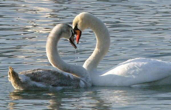 Swans swim on Valentines Day in lake Zbilje
