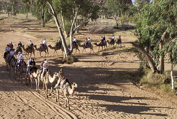 Swedish, American, Mexican and Australian tourists ride camels past river gum trees