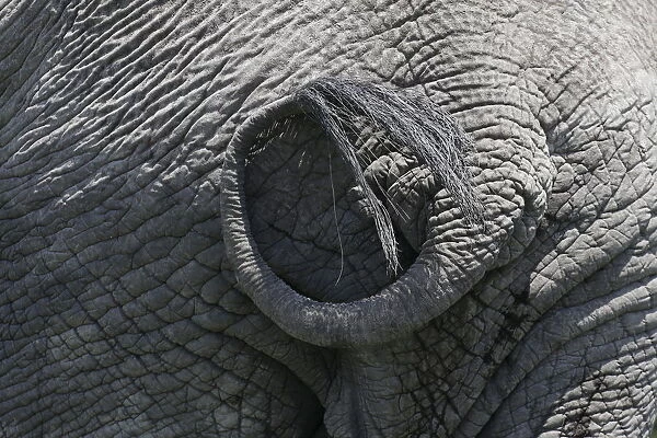 The tail of an elephant is seen as it walks in Amboseli National Park, southeast of