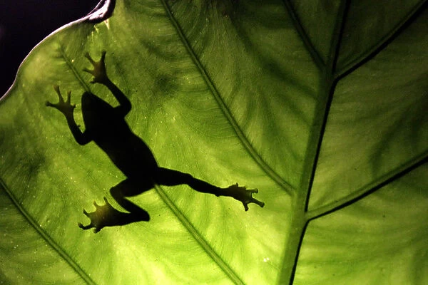 A Taipei tree frog climbs a leaf in Tucheng, Taipei County