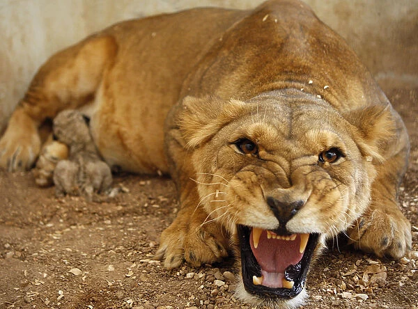 Tamara, a lioness, roars at visitors while feeding her two-day old cub at their enclosure