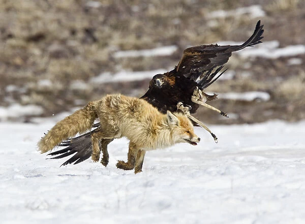 A tamed golden eagle attacks a fox during an annual hunting competition in Chengelsy