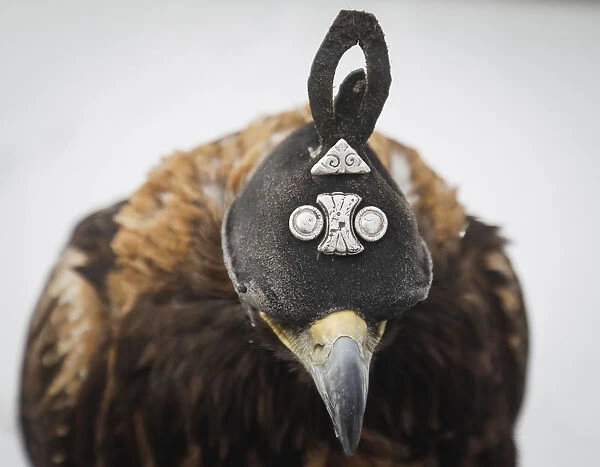 A tamed golden eagle wearing a hood with silver decorations is seen during an annual