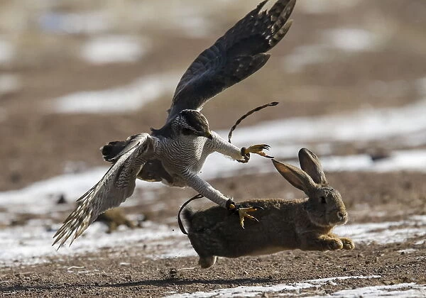 A tamed hawk attacks a rabbit during the traditional hunting contest outside the village