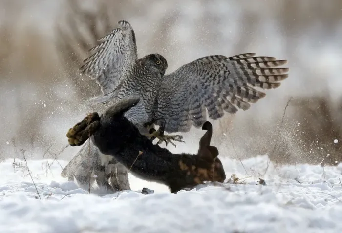 Framed Print : A tamed hawk attacks a rabbit during a traditional hunting contest in Almaty Framed Print : A tamed hawk attacks a rabbit during a traditional hunting contest in Almaty