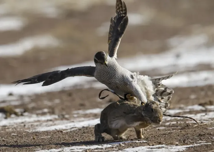 Framed Print : A tamed hawk attacks a rabbit during the traditional hunting contest outside the village