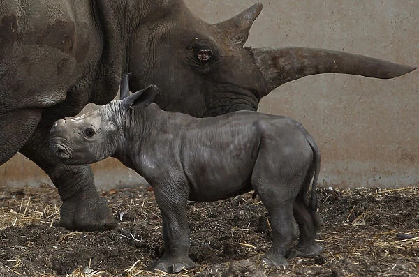Tanda, a white rhinoceros, grazes with her one-day old calf at the Ramat Gan Safari near