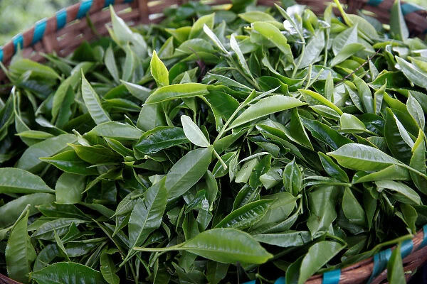 Tea leaves are seen in a basket at a plantation in Kiambu County, near Nairobi