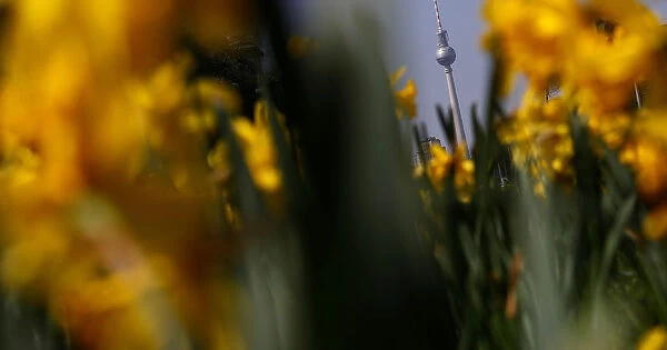 The television tower is seen through wild daffodil flowers in Berlin