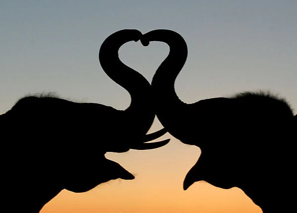 Thai elephants form a heart shape with trunks in Ayutthaya