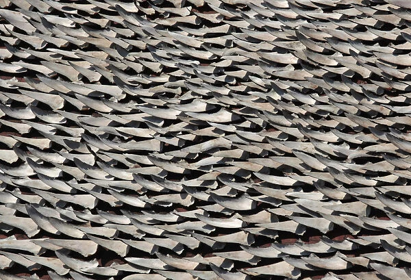 Over ten thousand pieces of shark fins are dried on the rooftop of a factory building