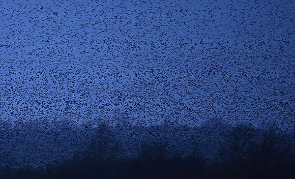 Thousands of starlings fly over marshes as they return to roost at dusk near Glastonbury
